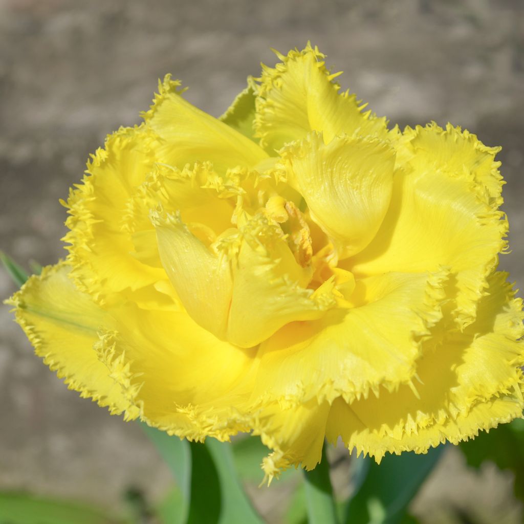 Tulipano sfrangiato Exotic Sun