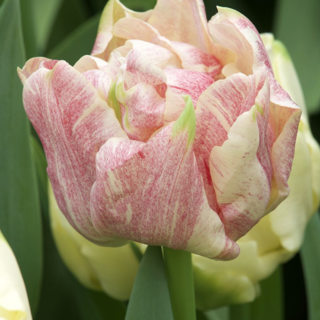 Tulipano Doppio Precoce Silk Road