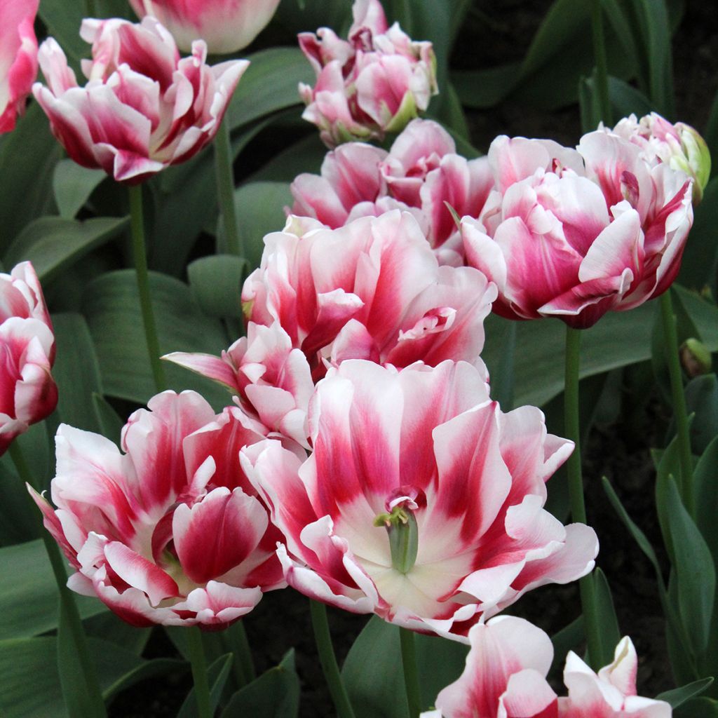 Tulipano Fantasy Lady