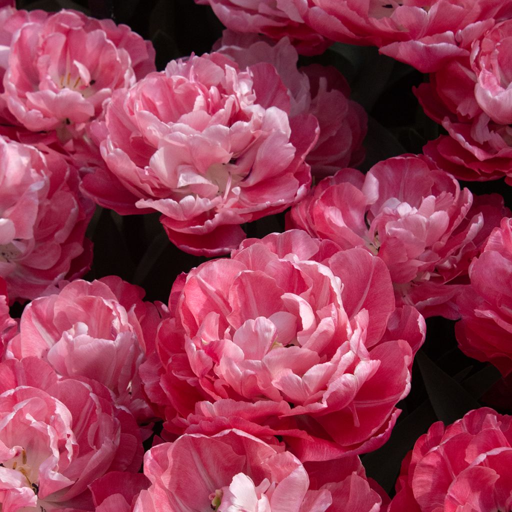 Tulipano Foxtrot
