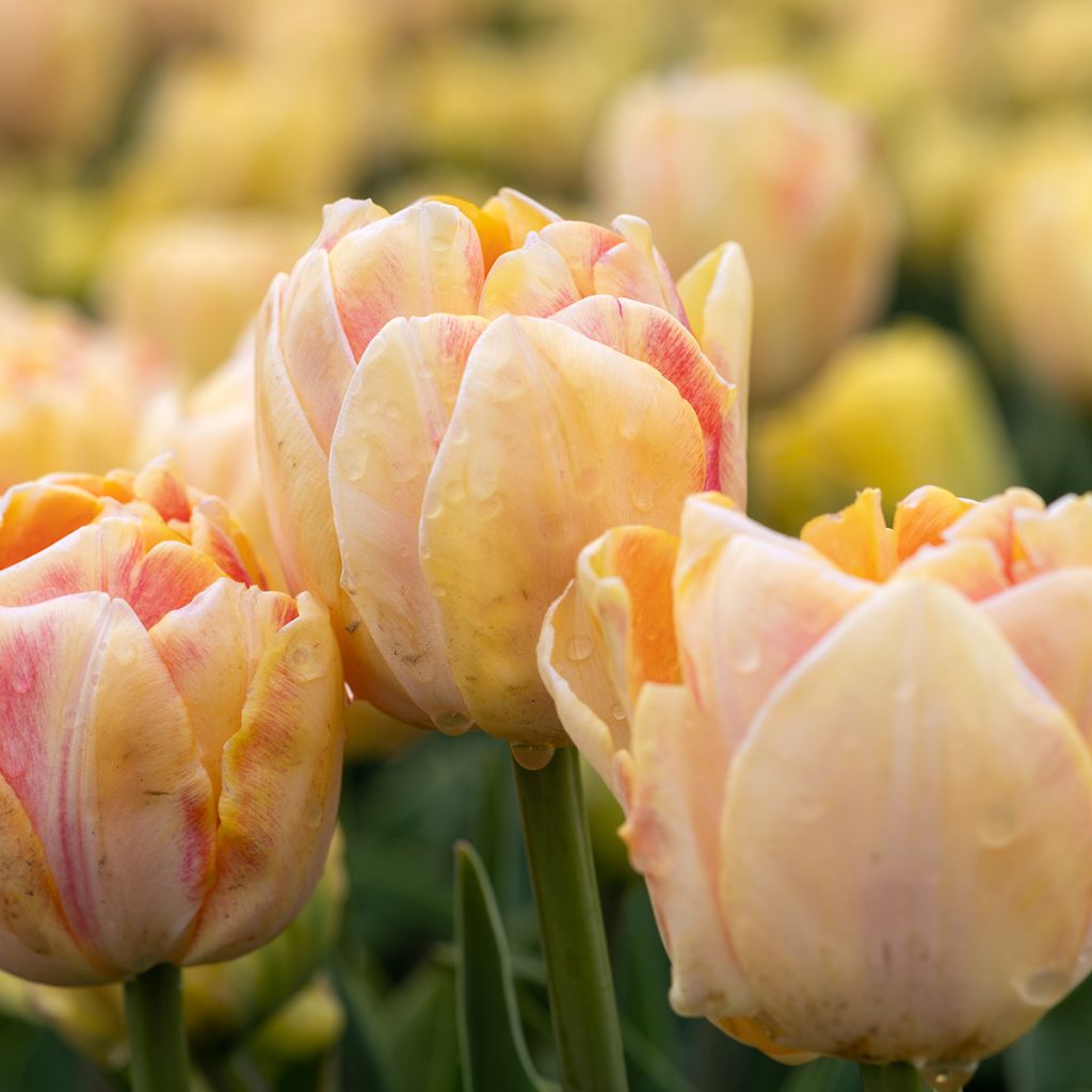 Tulipano Foxy Foxtrot