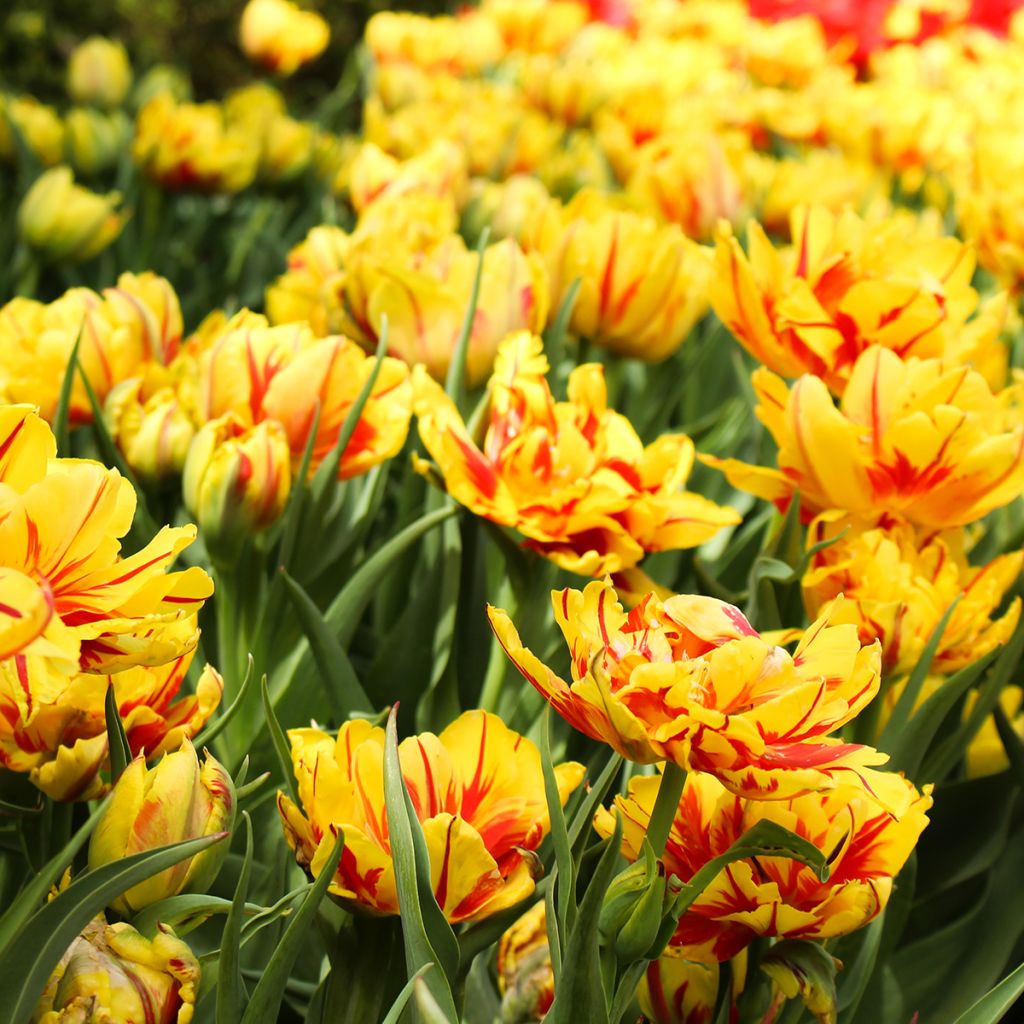 Tulipano Monsella