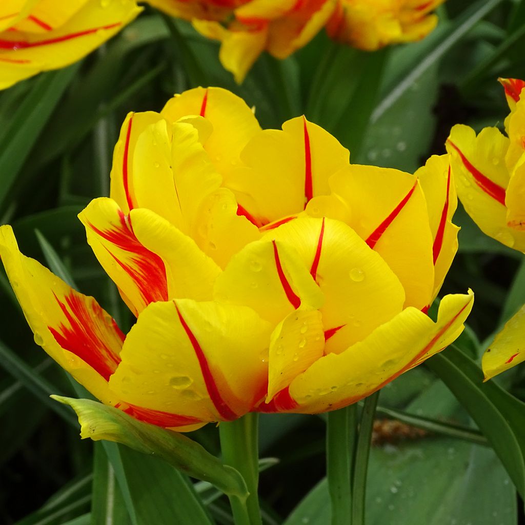 Tulipano Monsella