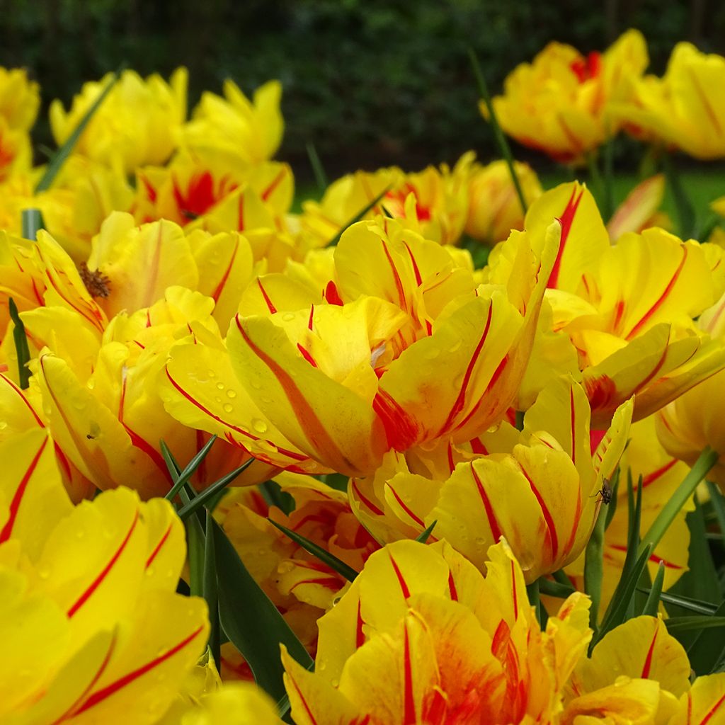 Tulipano Monsella