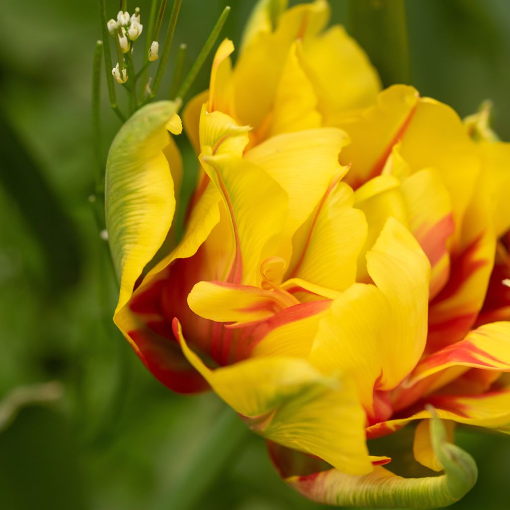 Tulipano Monsella