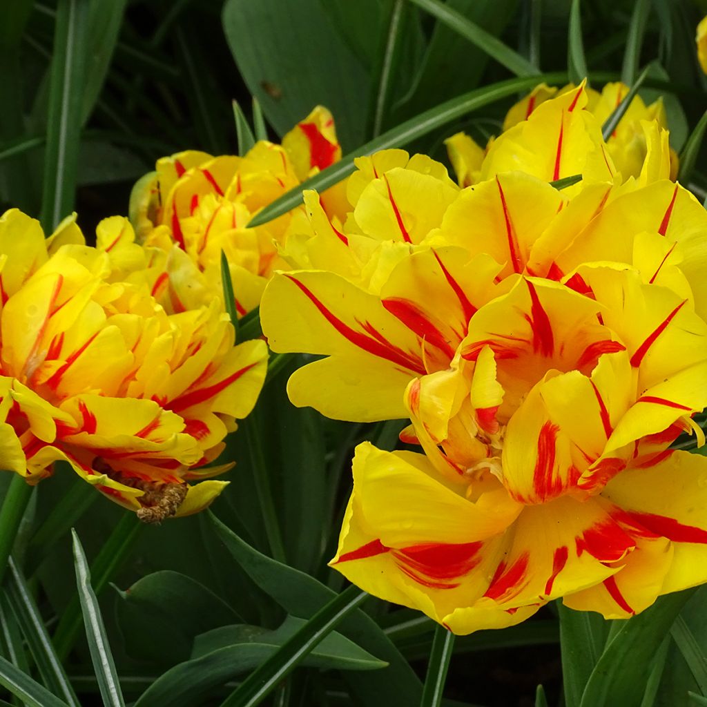 Tulipano Monsella
