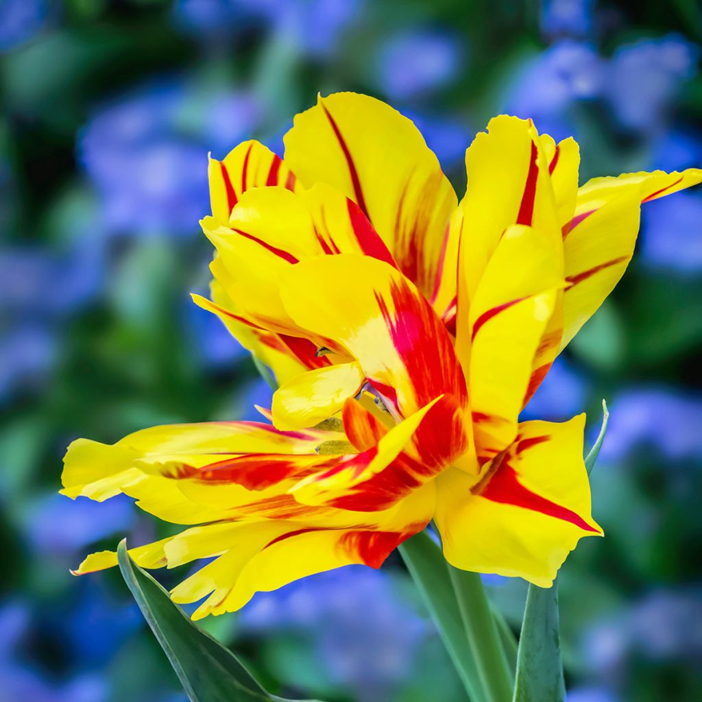 Tulipano Monsella