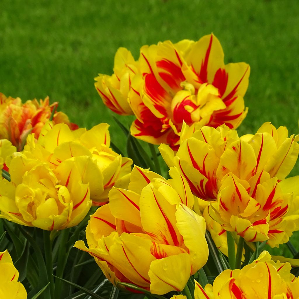 Tulipano Monsella