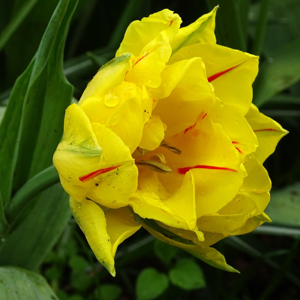 Tulipano Monsella