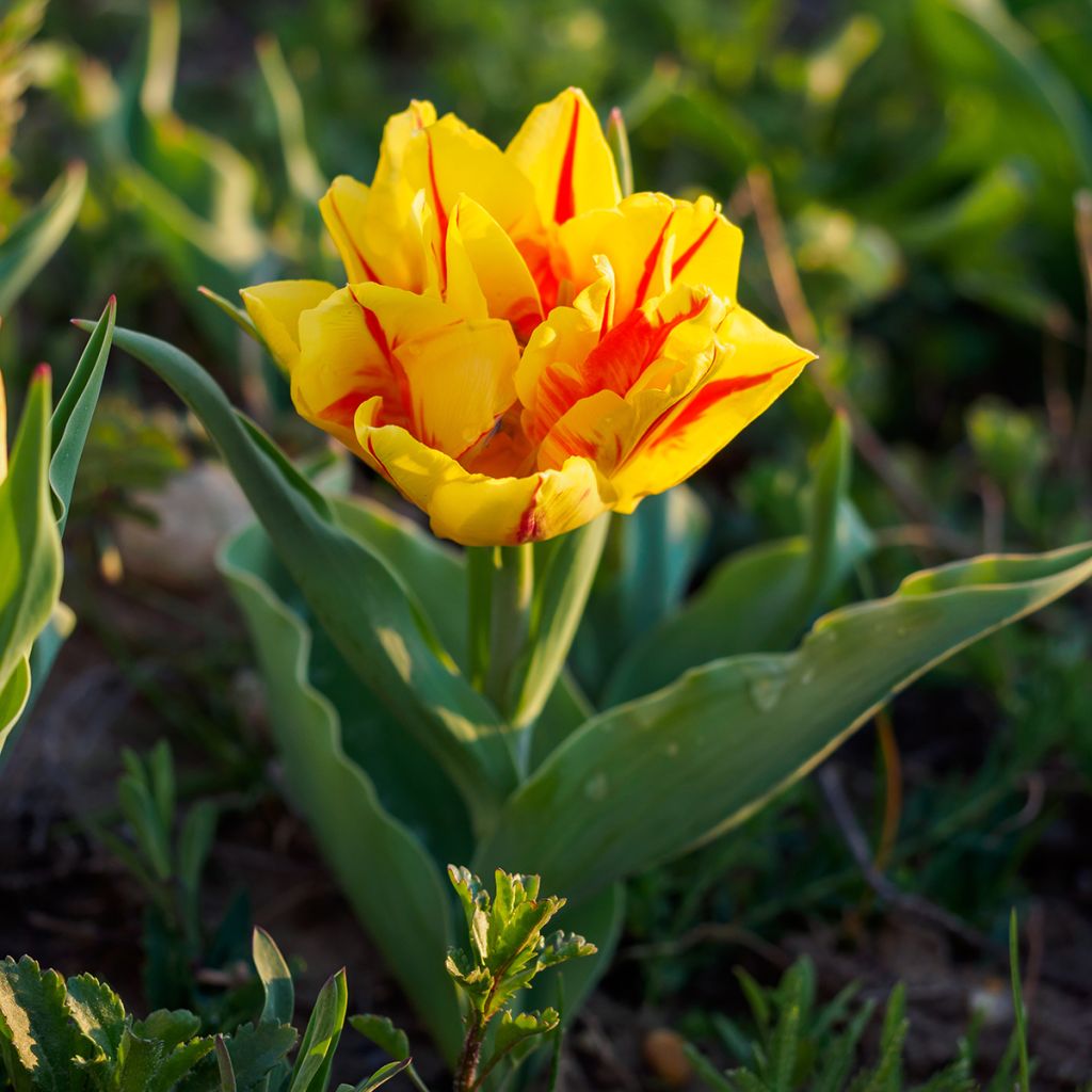 Tulipano Monsella