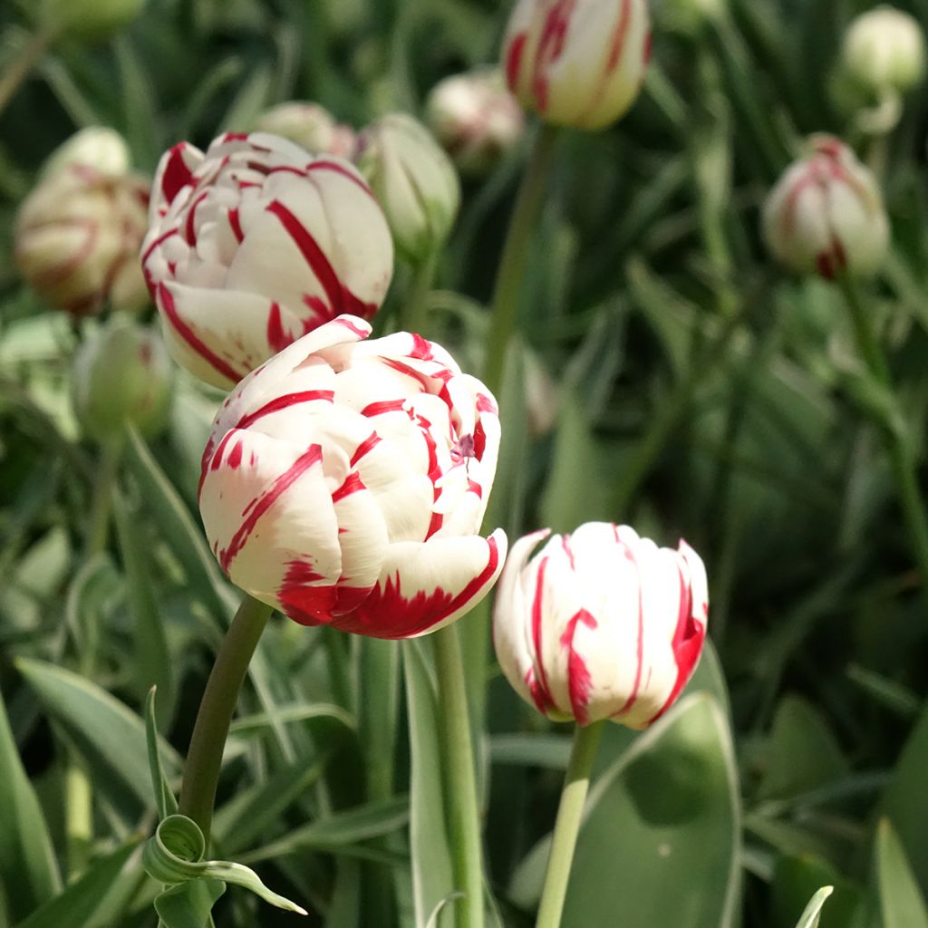 Tulipano Carnaval de Nice
