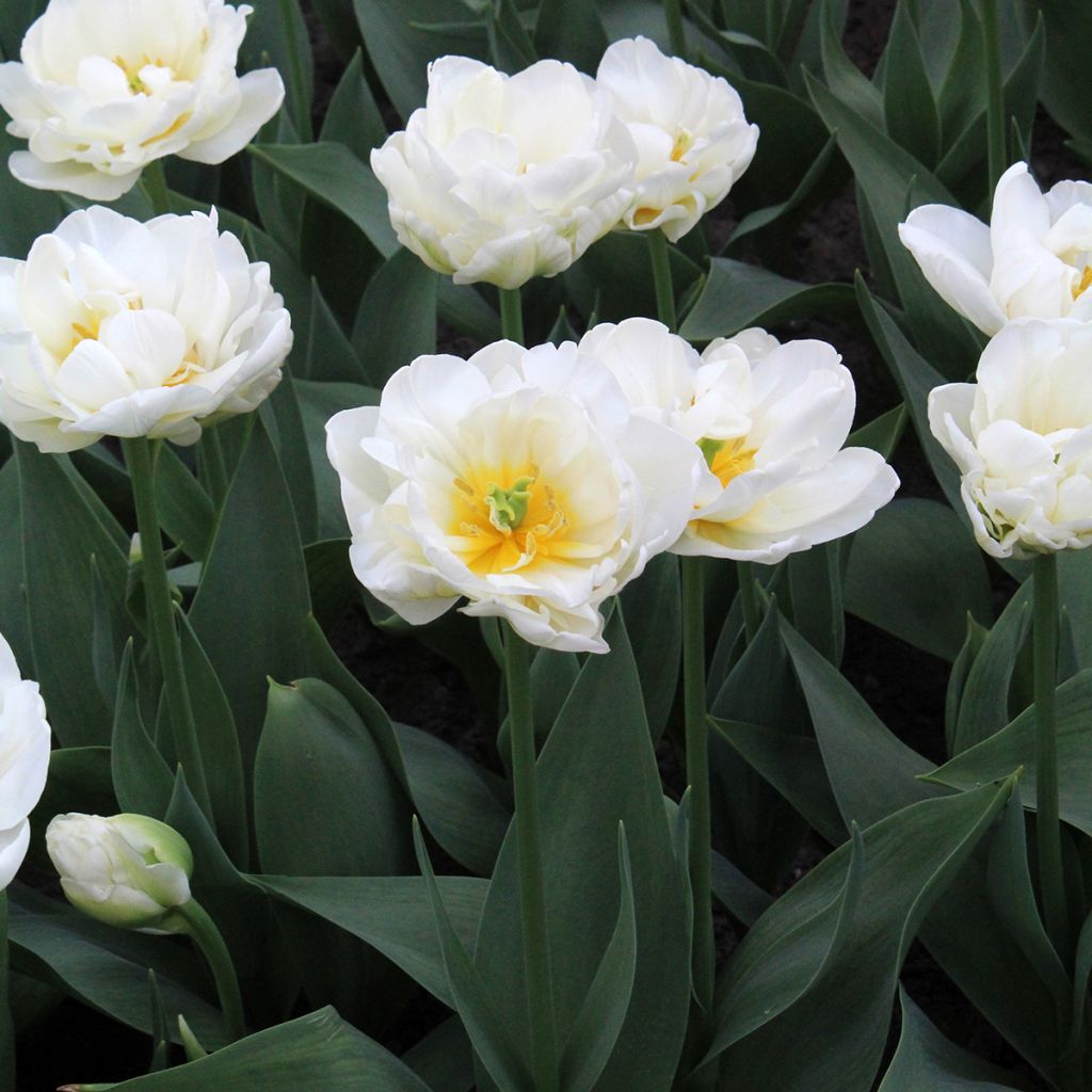 Tulipano Cool