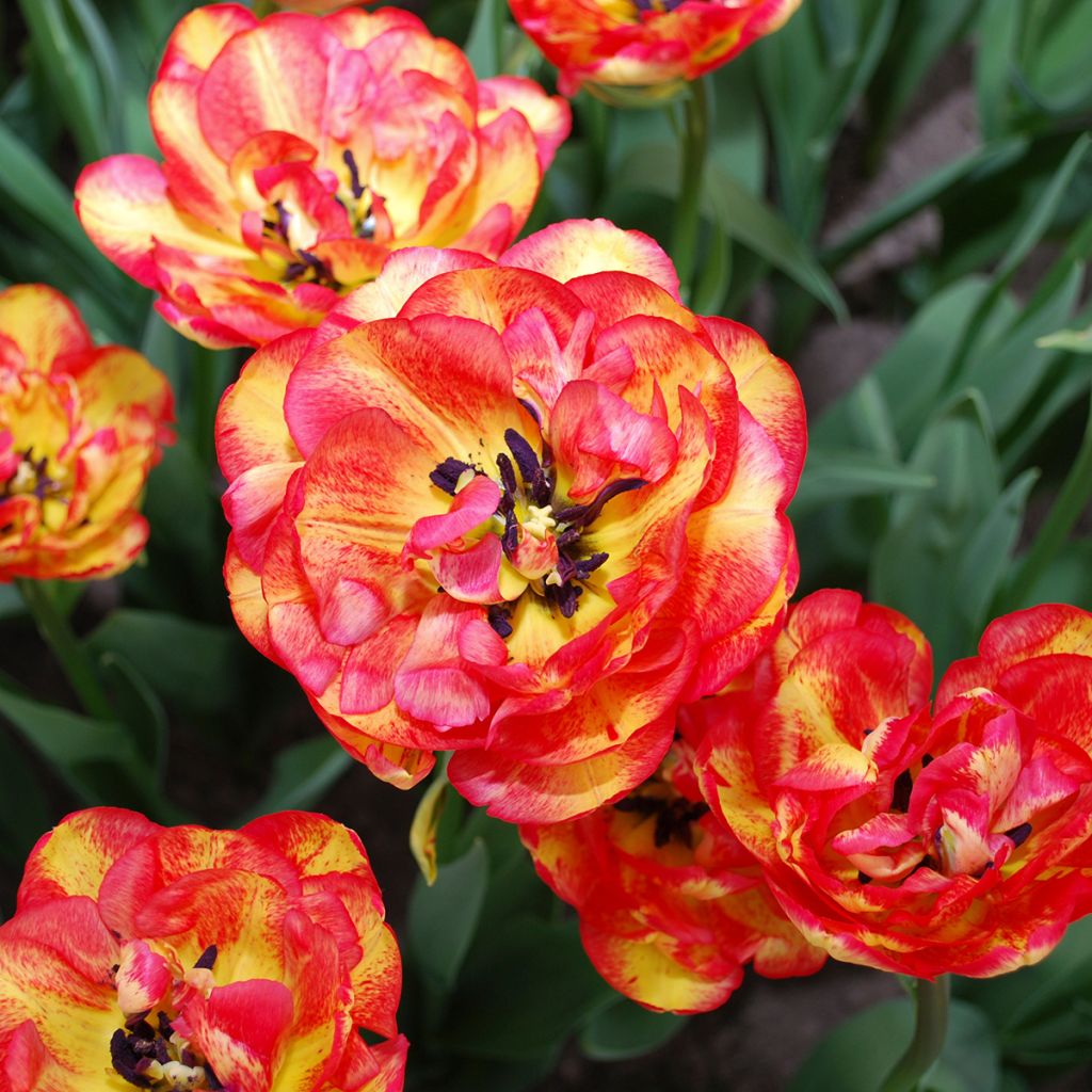 Tulipano Sundowner