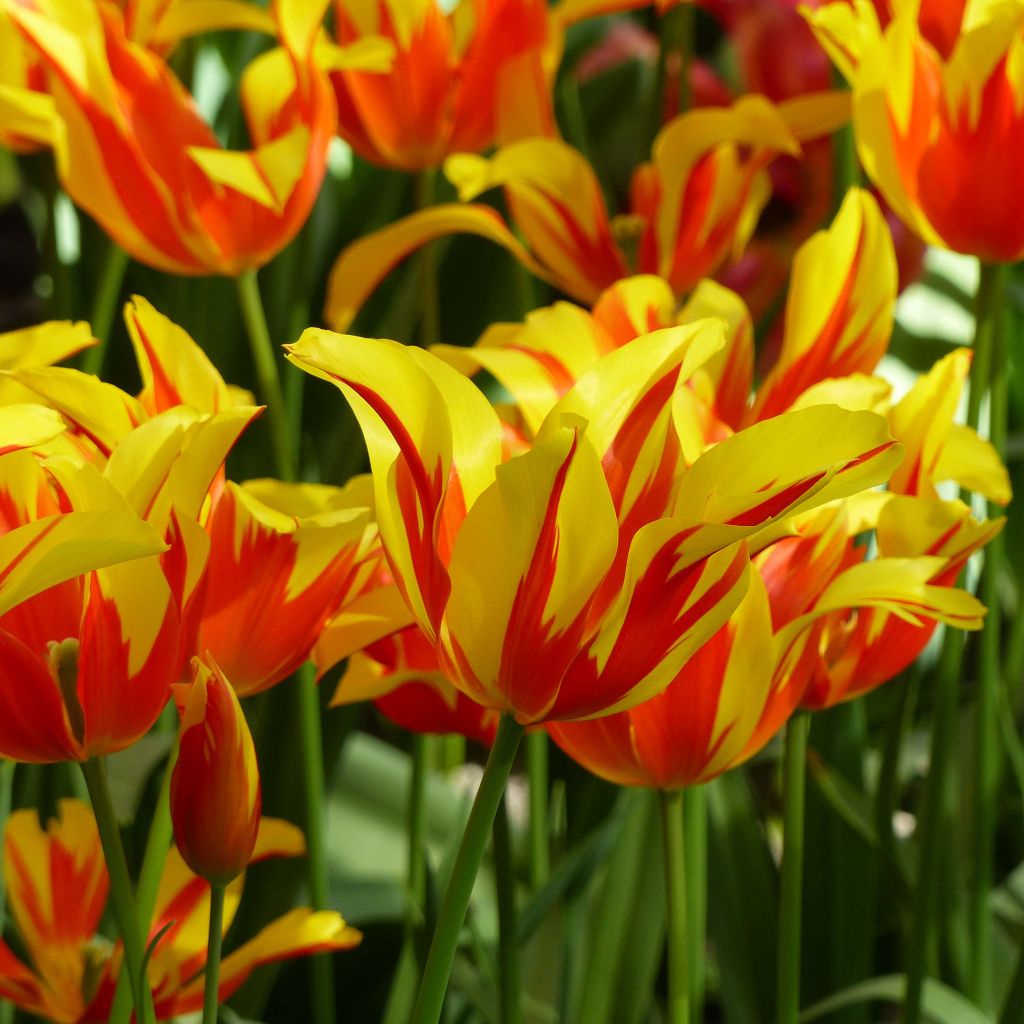 Tulipano Giglio Fire Wings