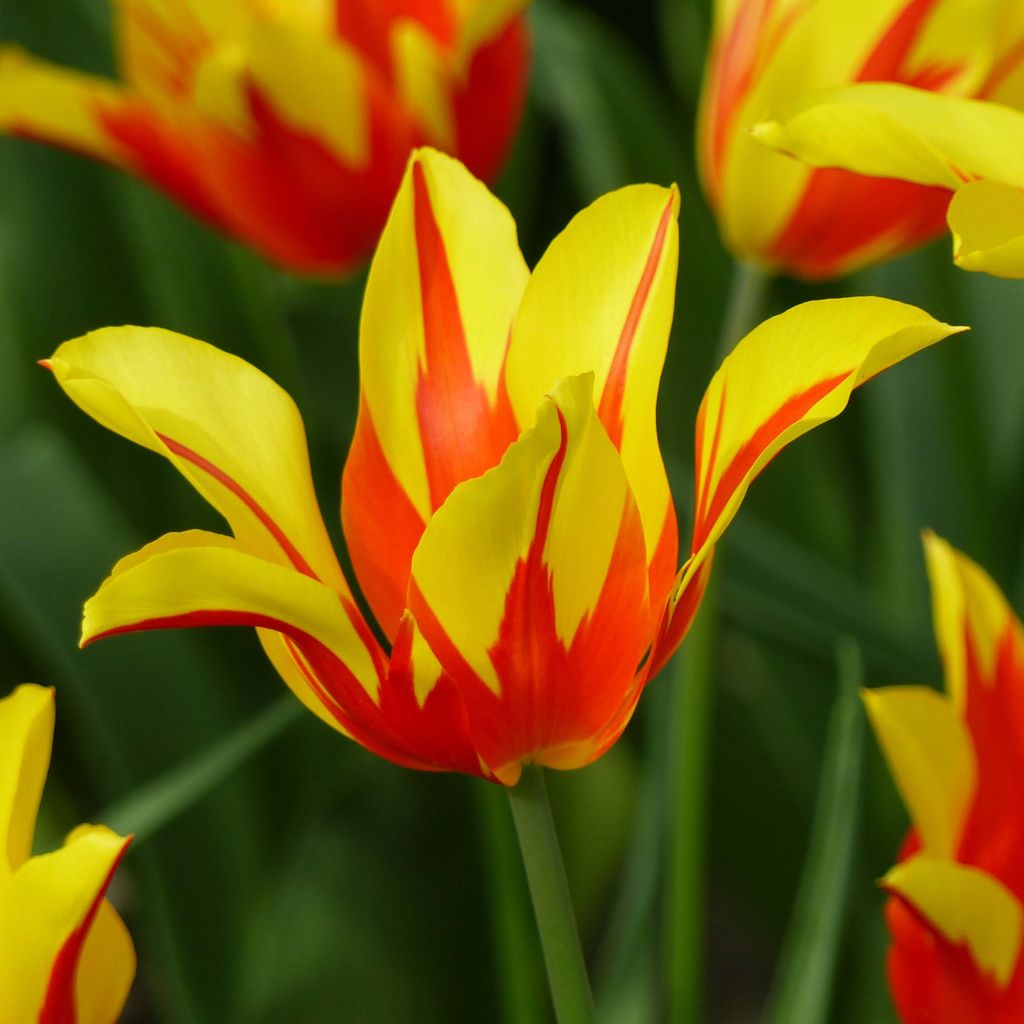 Tulipano Giglio Fire Wings