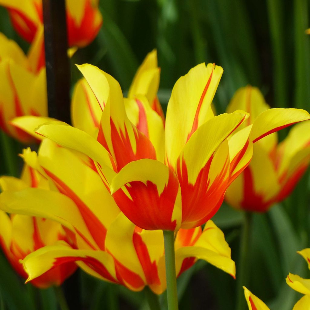 Tulipano Giglio Fire Wings