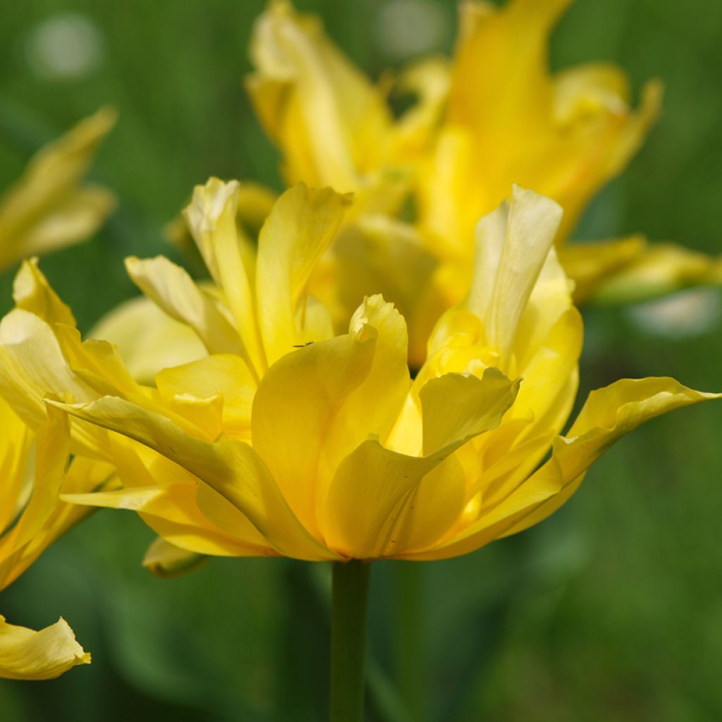 Tulipano Giglio Yellow Spider