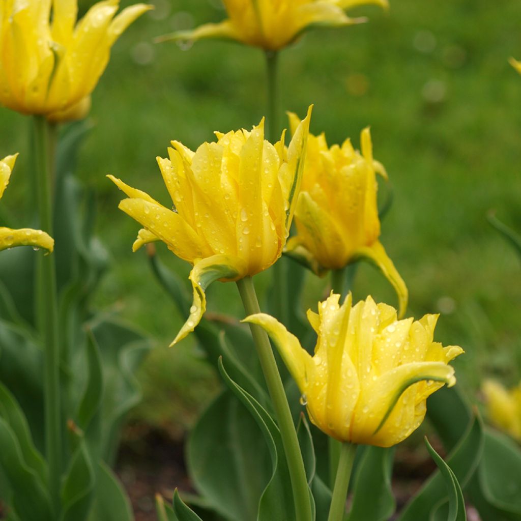 Tulipano Giglio Yellow Spider