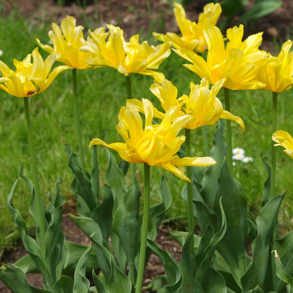 Tulipano Giglio Yellow Spider