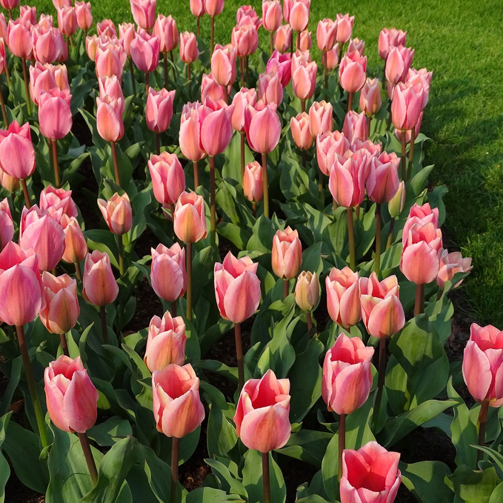 Tulipano fosteriana Albert Heijn