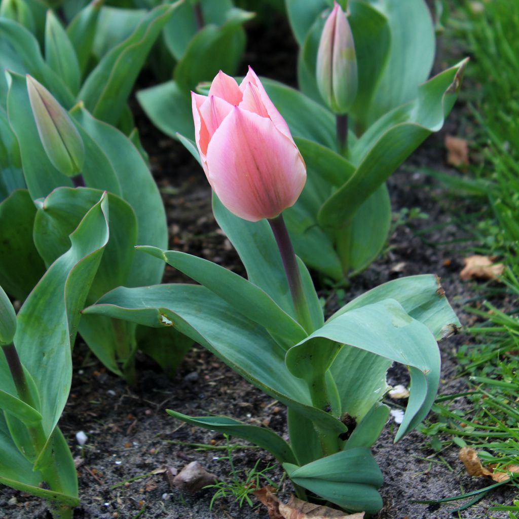 Tulipano fosteriana Albert Heijn