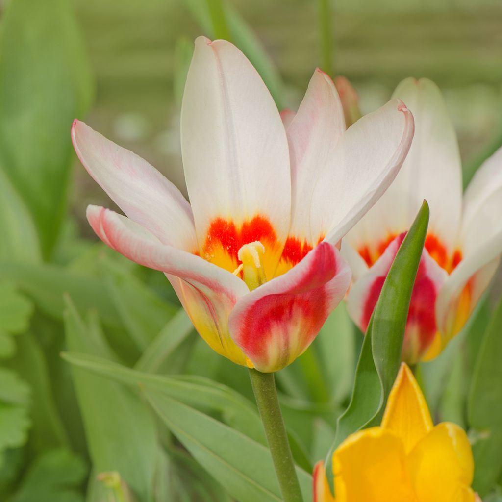 Tulipano fosteriana Border Legend