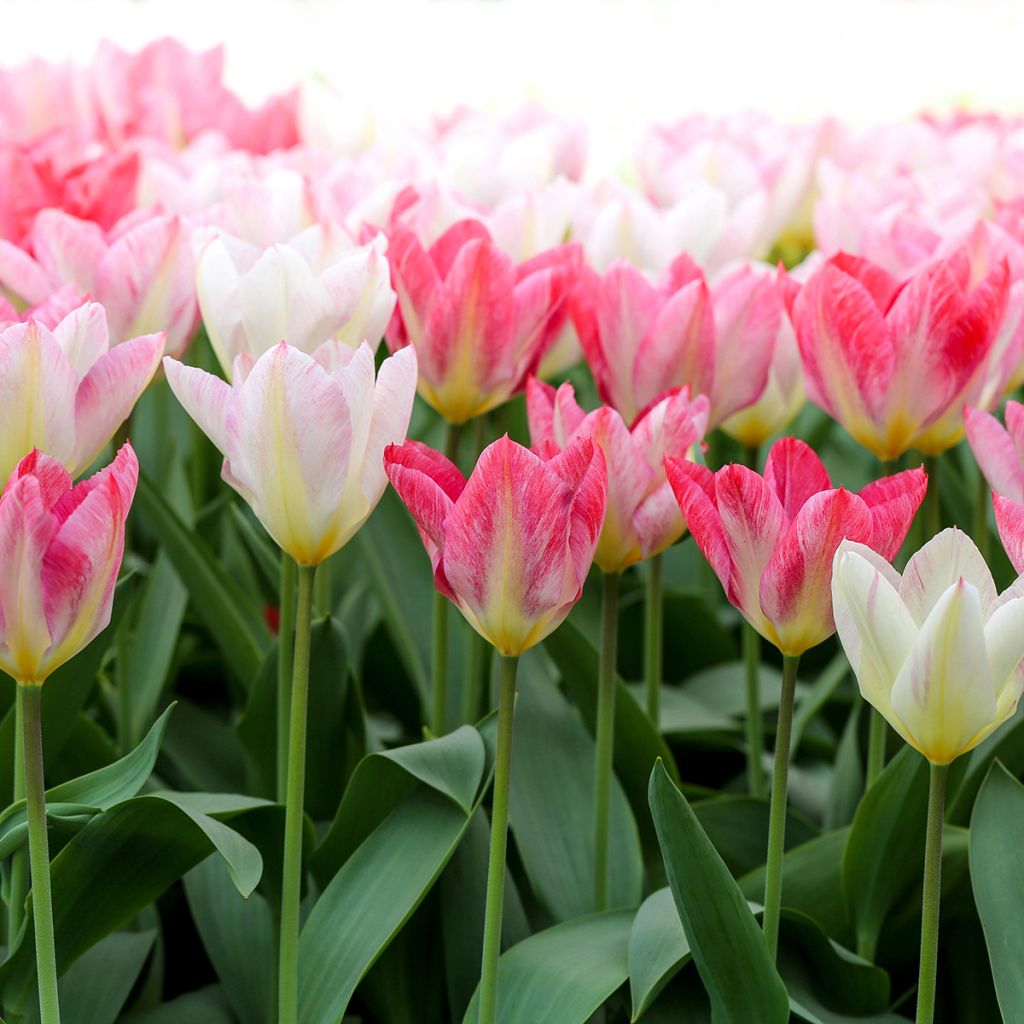 Tulipano fosteriana Flaming Purissima
