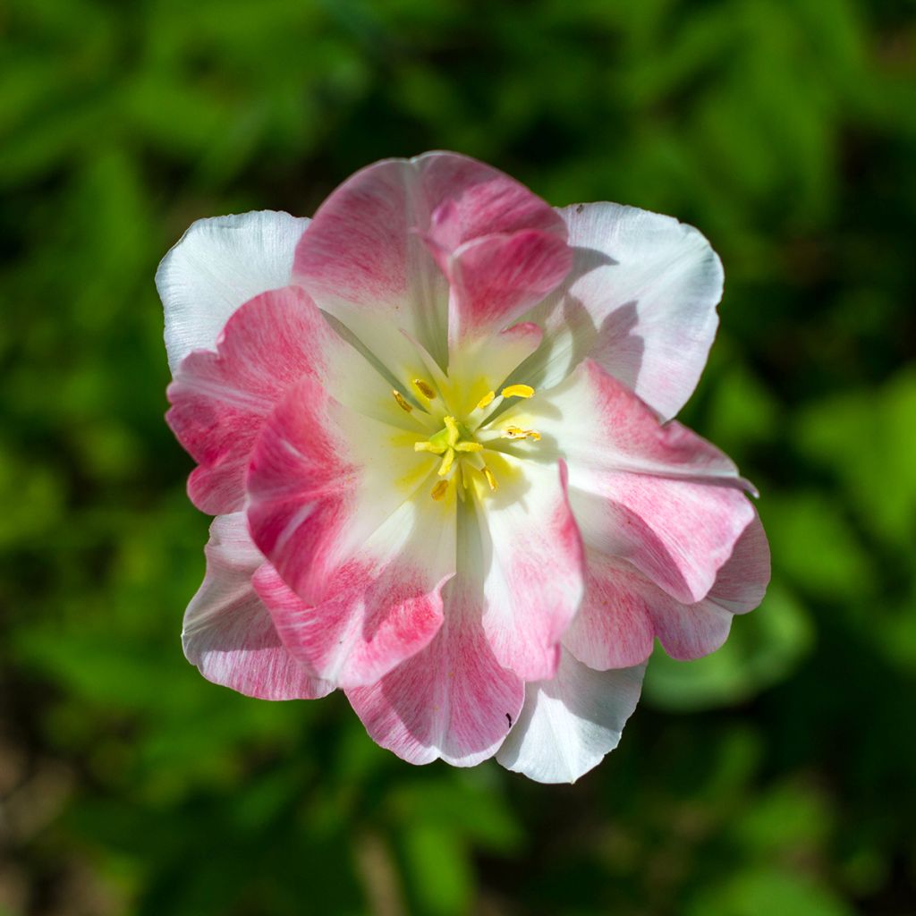 Tulipano fosteriana Flaming Purissima