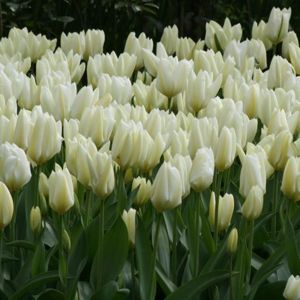Tulipano fosteriana Purissima