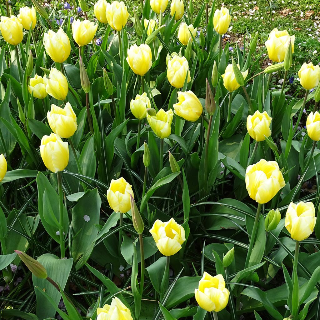 Tulipano fosteriana Sweetheart