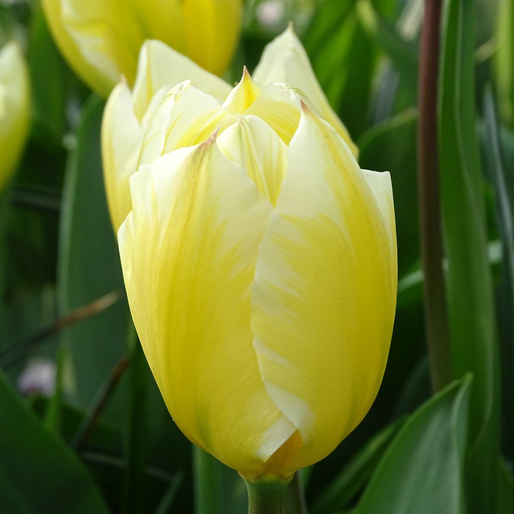 Tulipano fosteriana Sweetheart