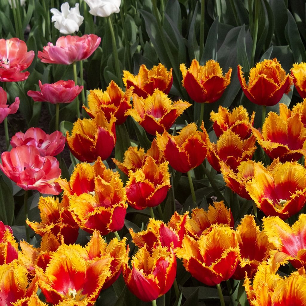 Tulipano fosteriana Sweetheart