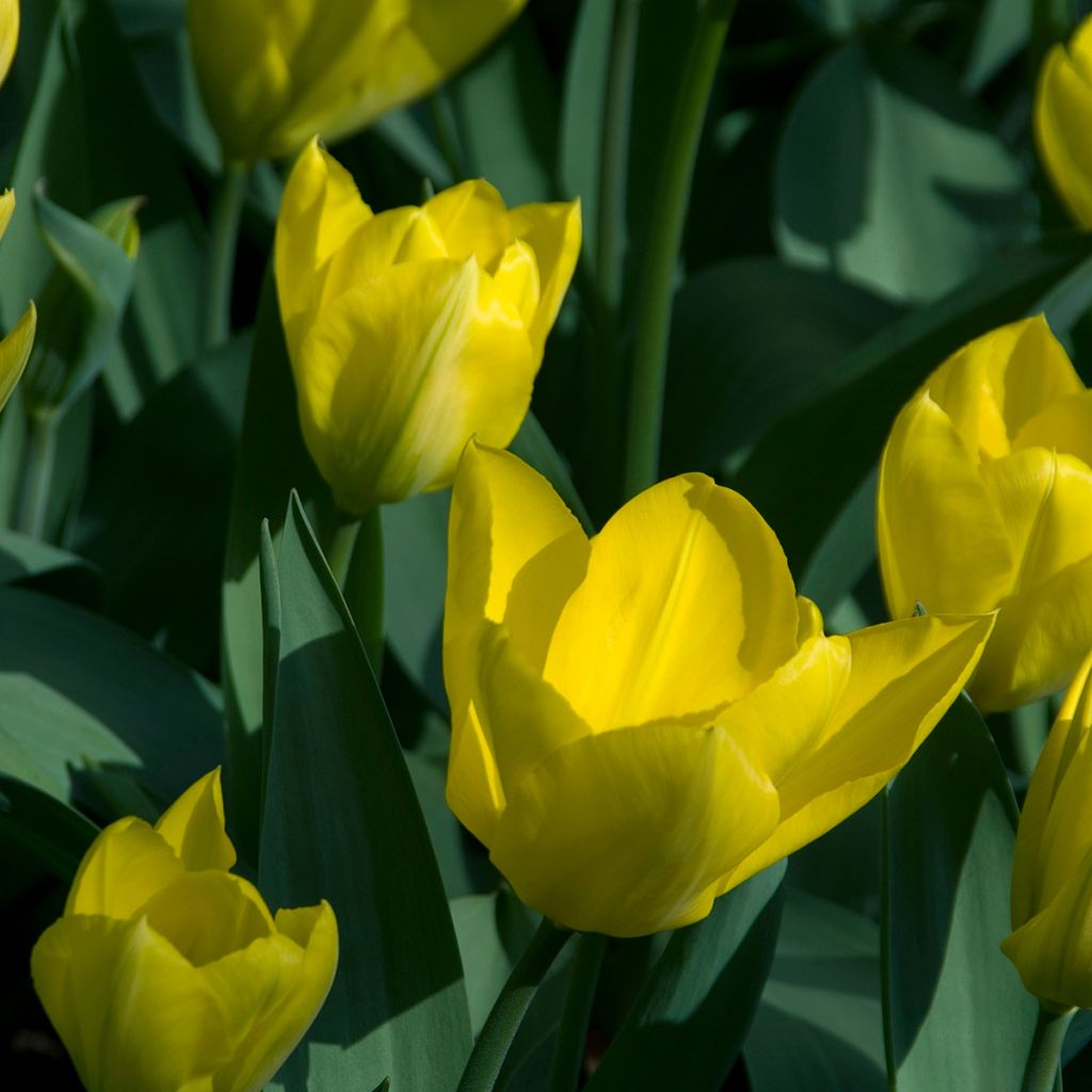 Tulipano fosteriana Yellow Purissima