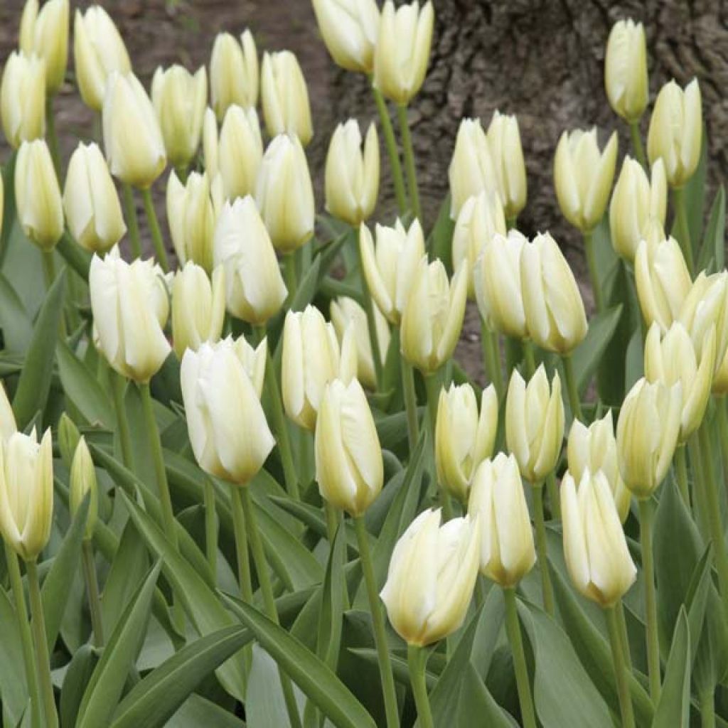 Tulipano fosteriana Purissima