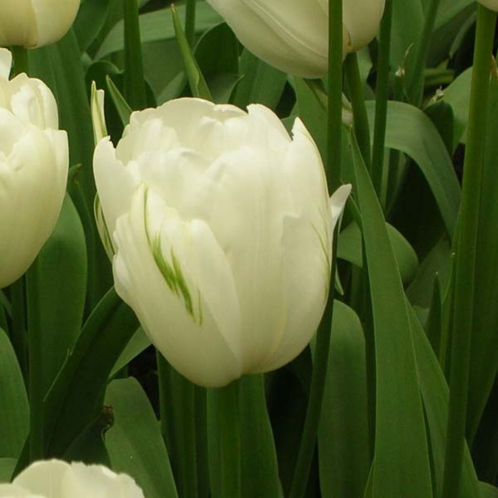 Tulipano Maureen