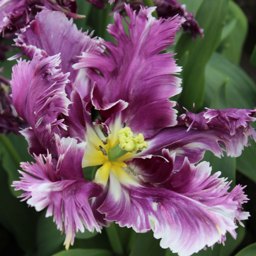Tulipe perroquet Mysterious Parrot