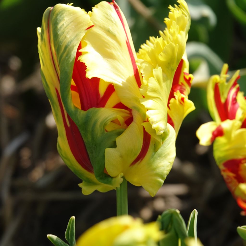Tulipano Pappagallo Texas Flame