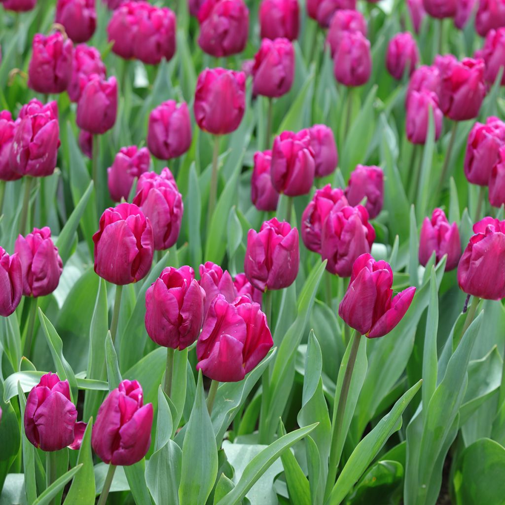 Tulipano Multiflora Purple Elegance