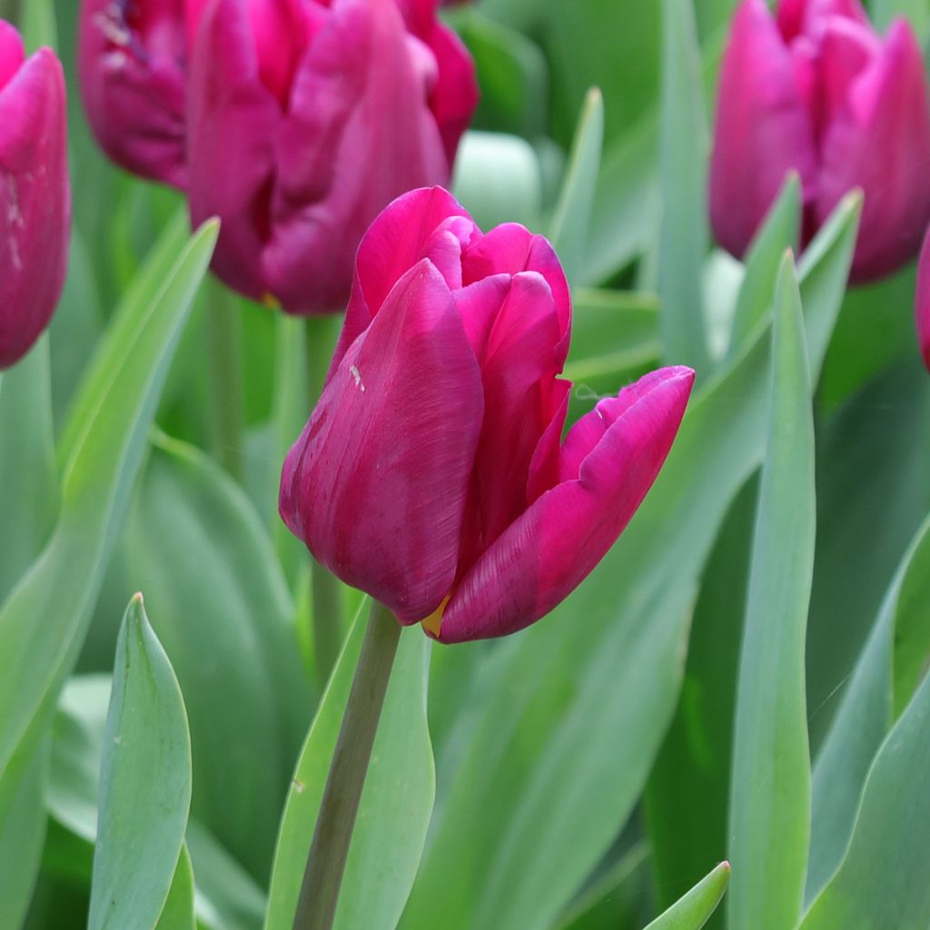 Tulipano Multiflora Purple Elegance