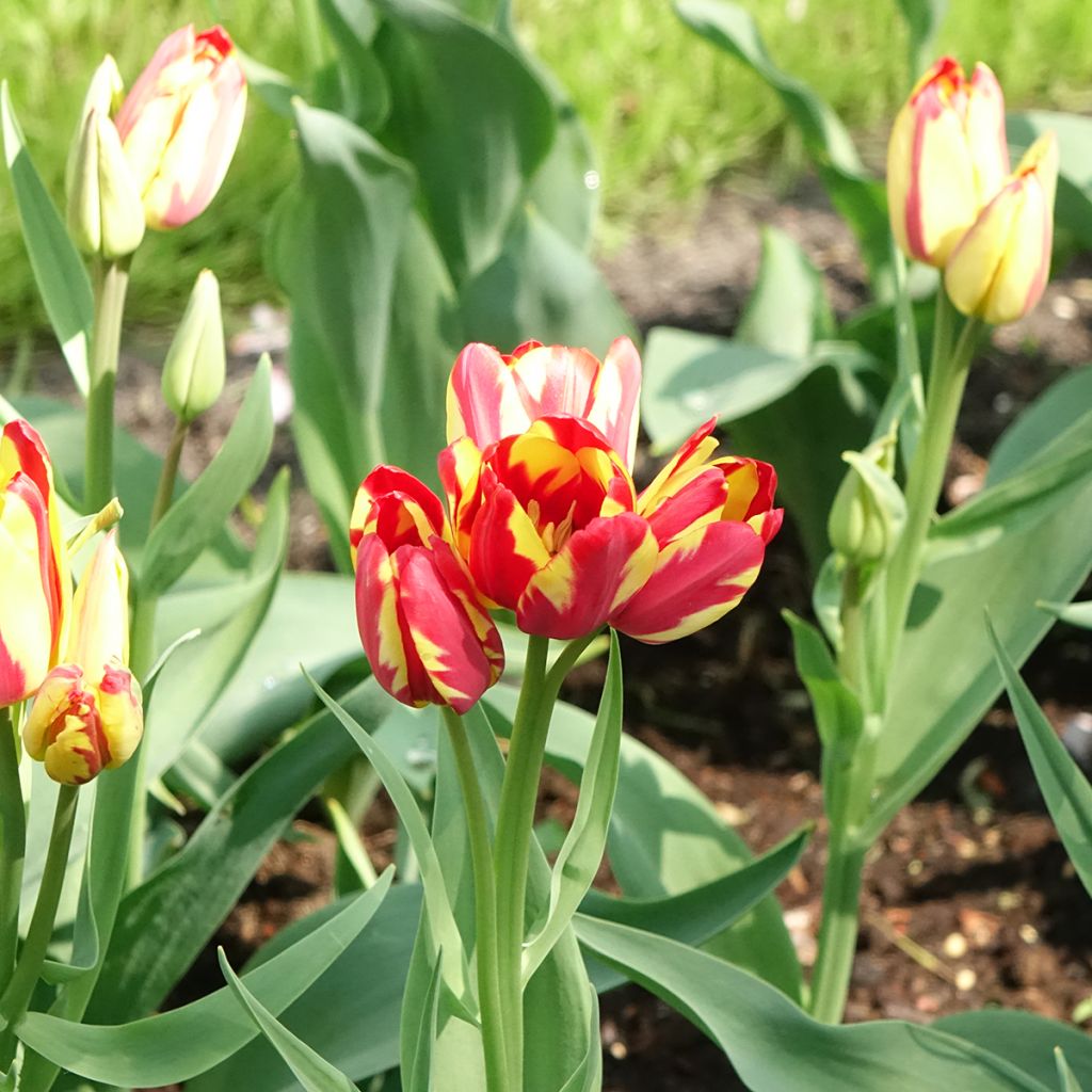 Tulipano Multiflora Sunshine Club