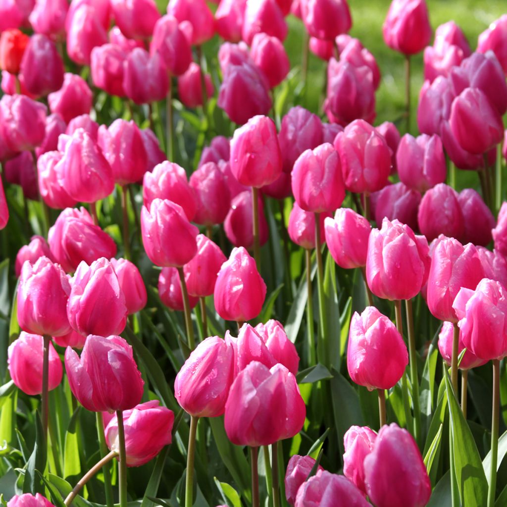 Tulipano Aafke