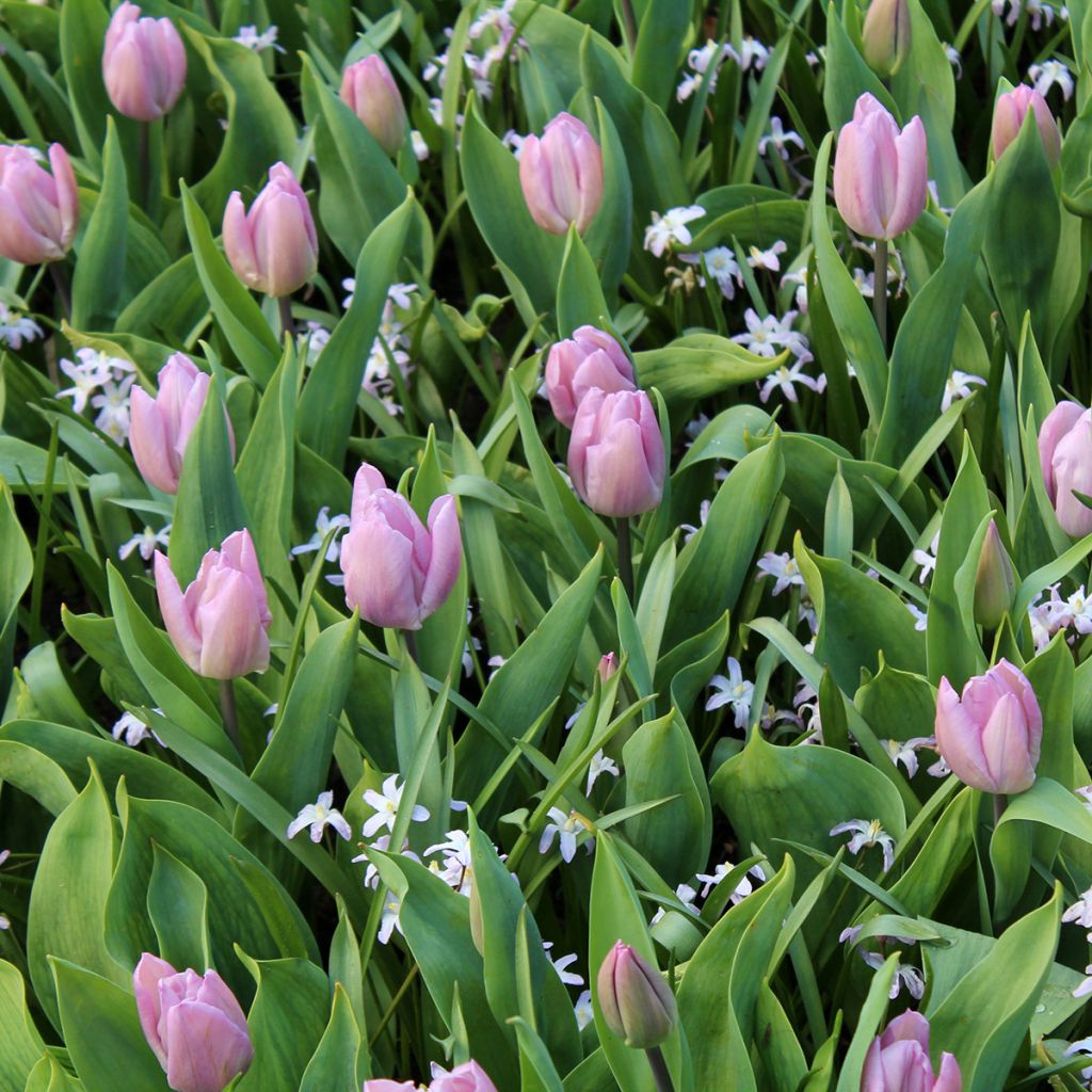 Tulipano Candy Prince
