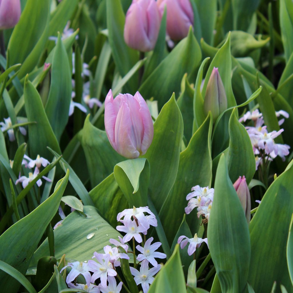 Tulipano Candy Prince