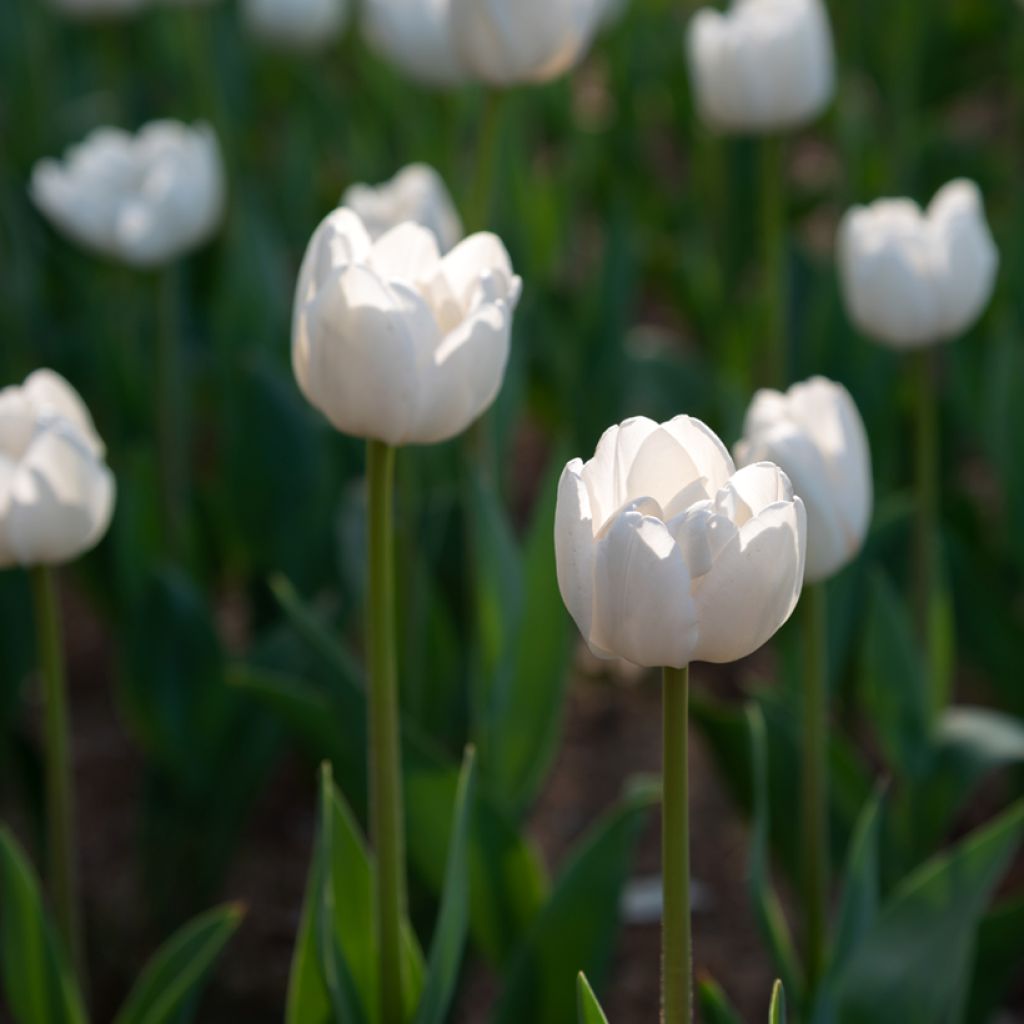 Tulipano Angels Wish