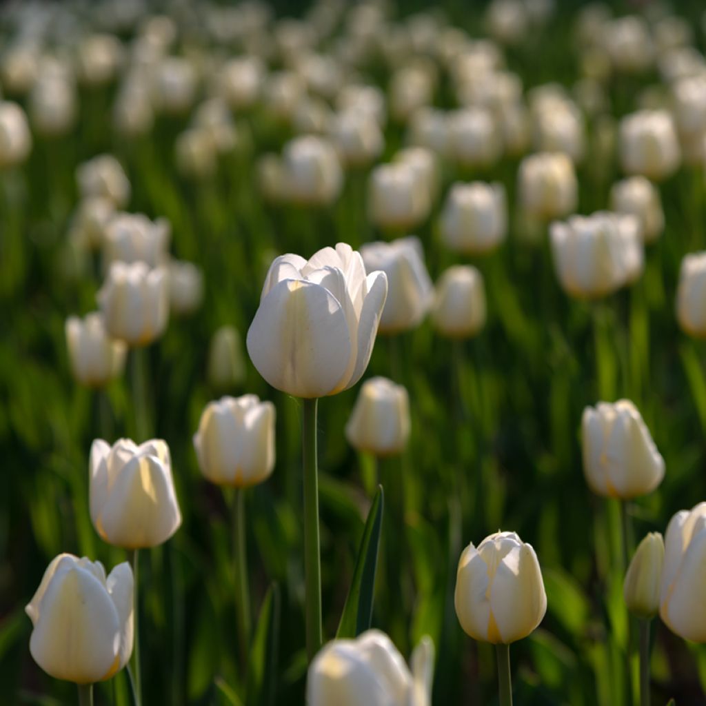 Tulipano Angels Wish