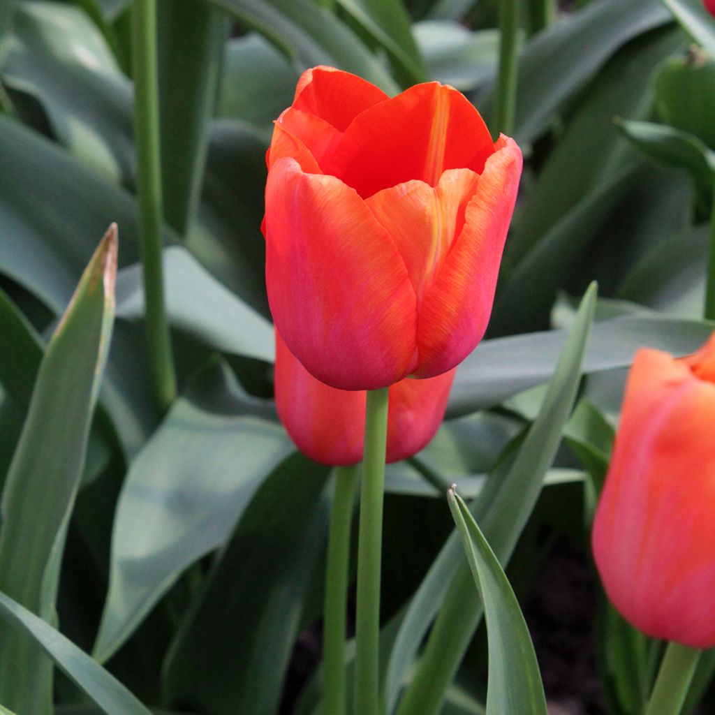 Tulipano Avignon