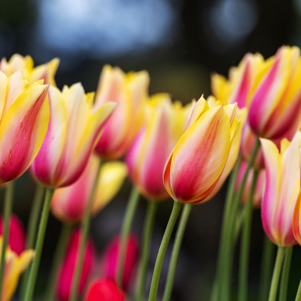 Tulipano Blushing Beauty