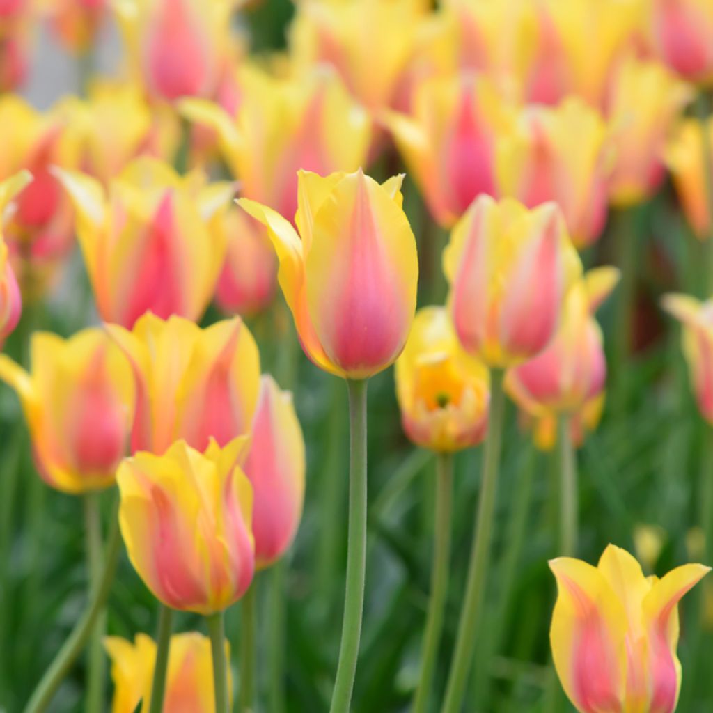 Tulipano Blushing Beauty
