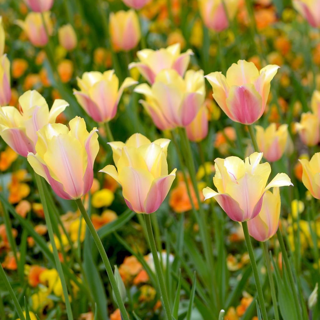 Tulipano Blushing Lady