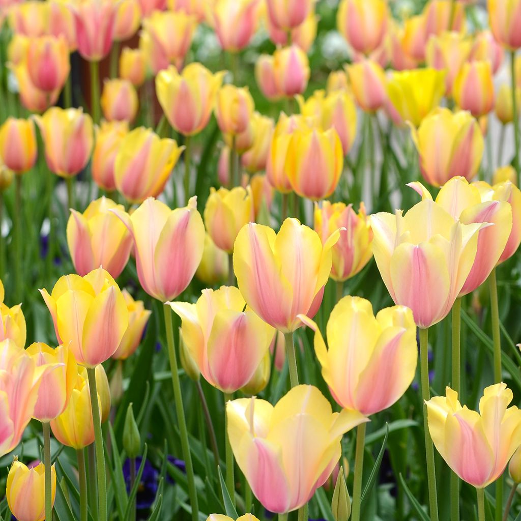 Tulipano Blushing Lady